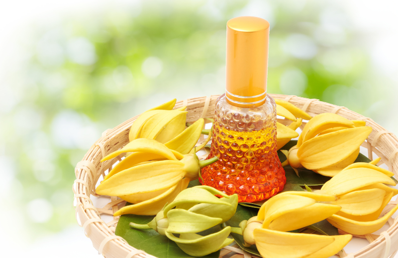 Ylang Ylang Oil for hair health