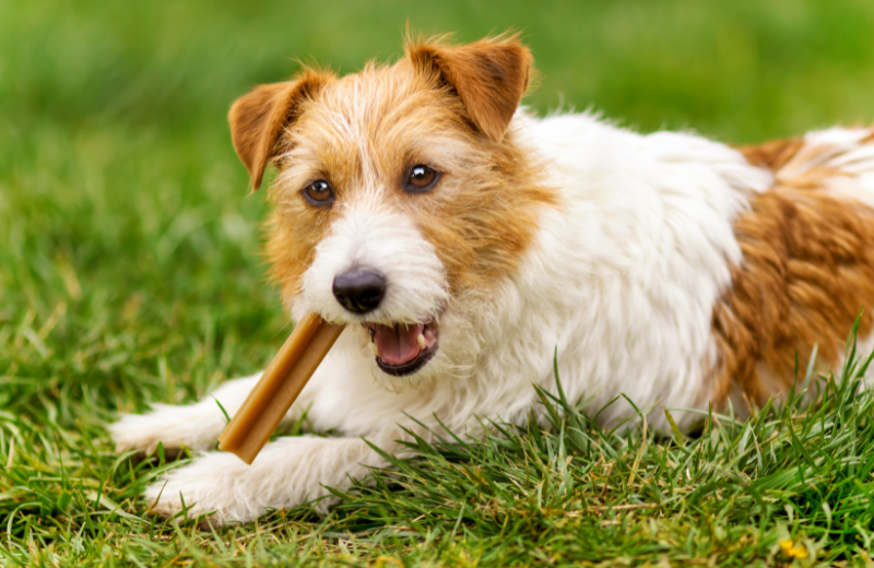 Helping Your Dog Stay Calm During the Visit