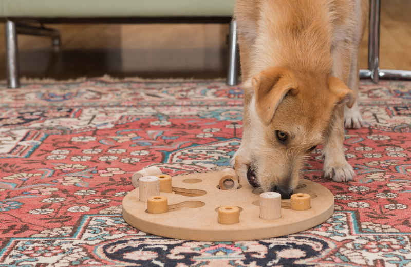 Provide Mental and Physical Stimulation for your dog