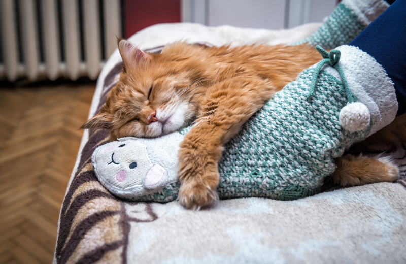 cat sleeping at owner's feet