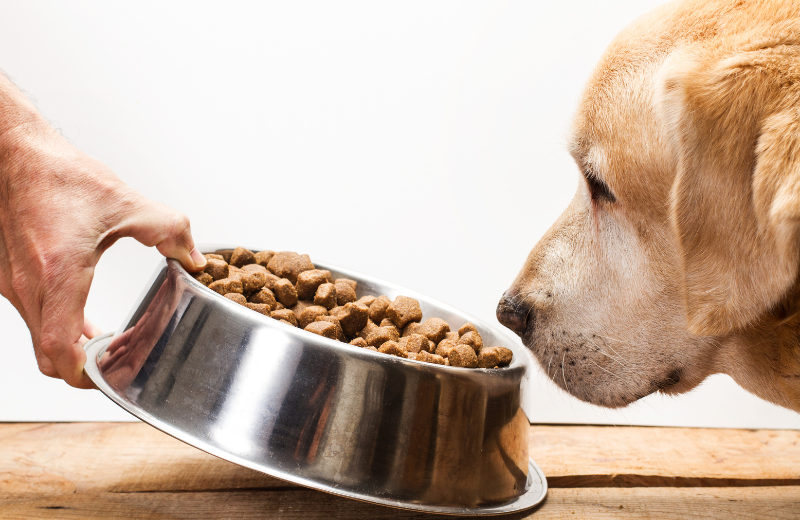Dog sniffing its food