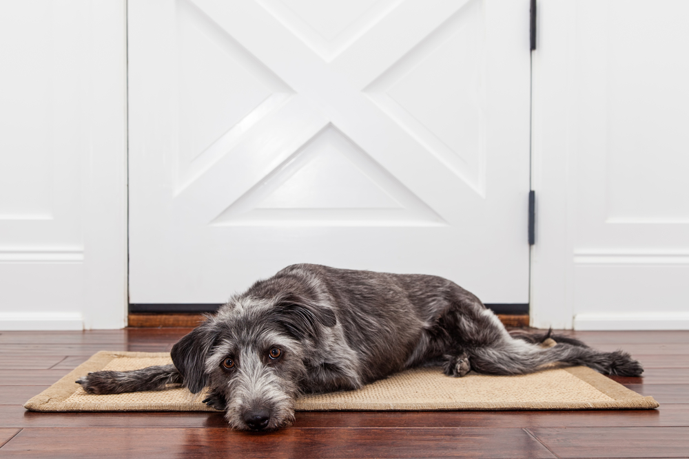 A sad dog sitting on a door mat in front of a door
