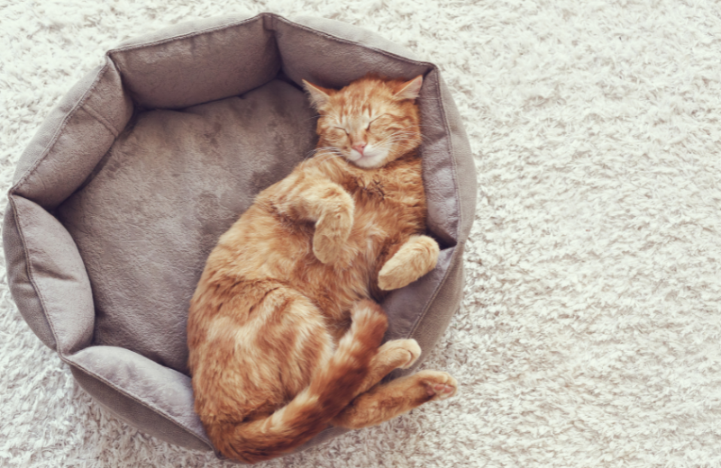 Cat sleeping in its bed