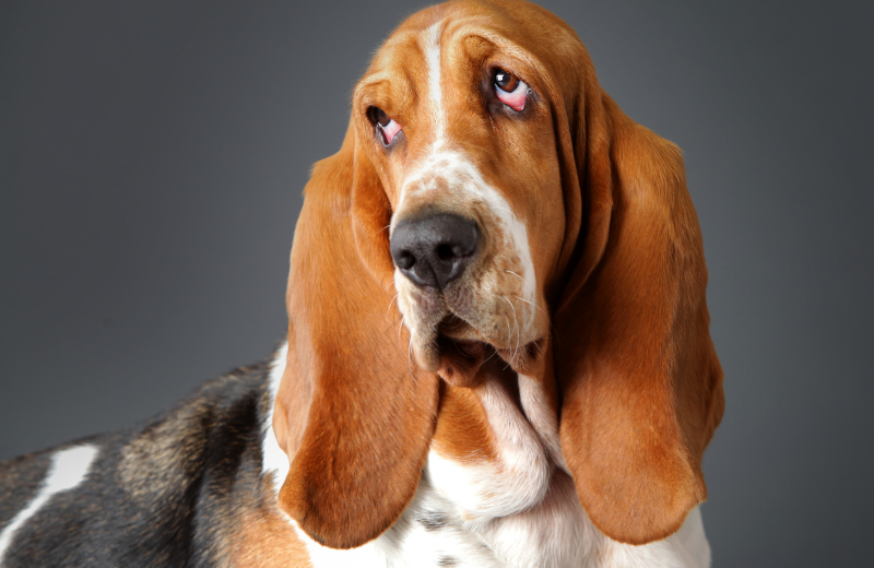 What Is the Most Non-Aggressive Dog Breed?