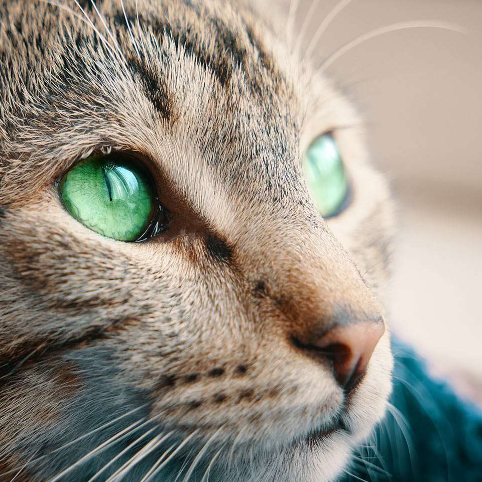 Close up of a tabby cat with green eyes looking out the window. Sunlight falls on pet