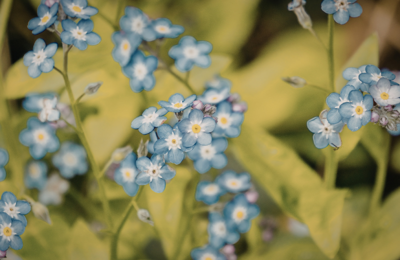 blue forget-me-nots