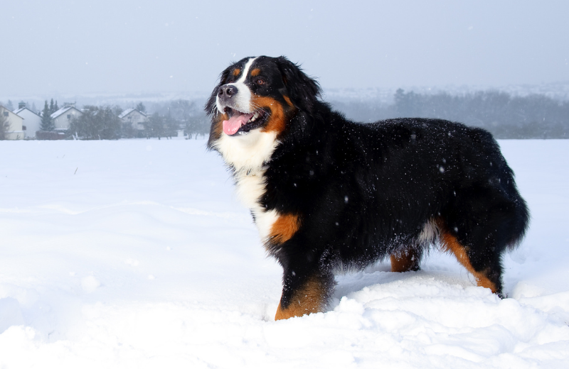 Non-Reactive Dog Breeds