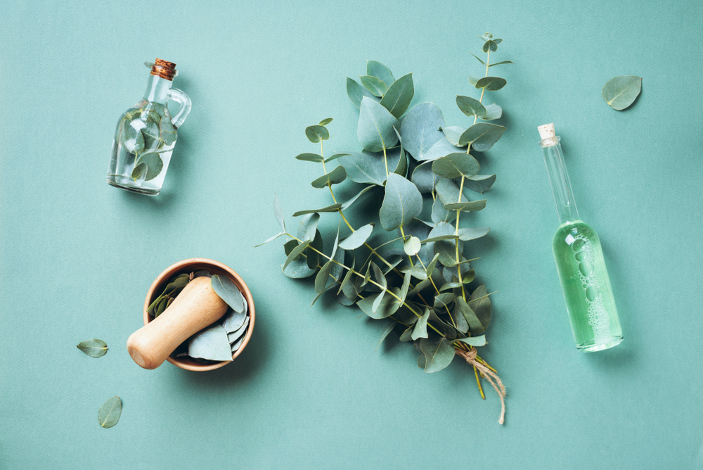 Pieces of eucalyptus on a green background next to a bottle of eucalyptus oil