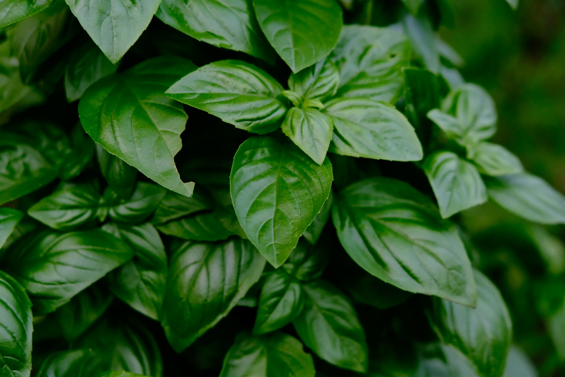 Basil Herb for Protection