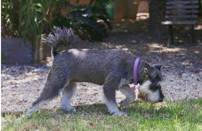 dog sniffing grass in garden