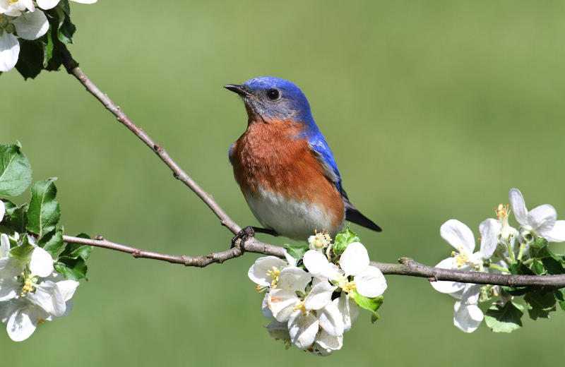 The Bluebird as a Spiritual Messenger