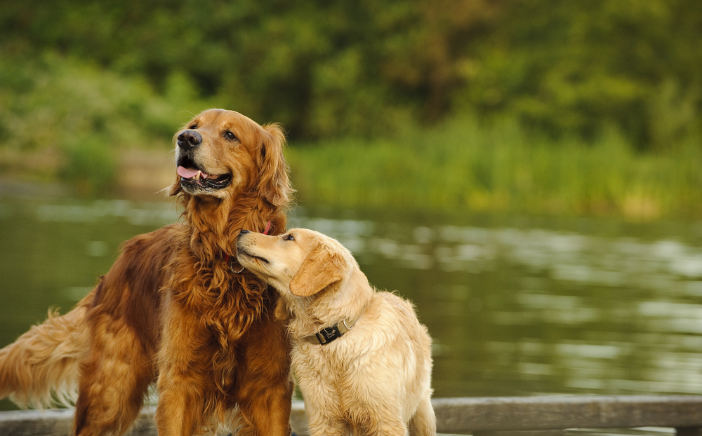 Two dogs, one smiling and the other sniffing the smiling one