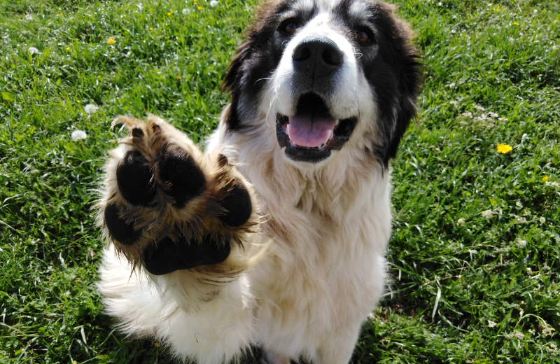 How to Teach a Dog to High Five