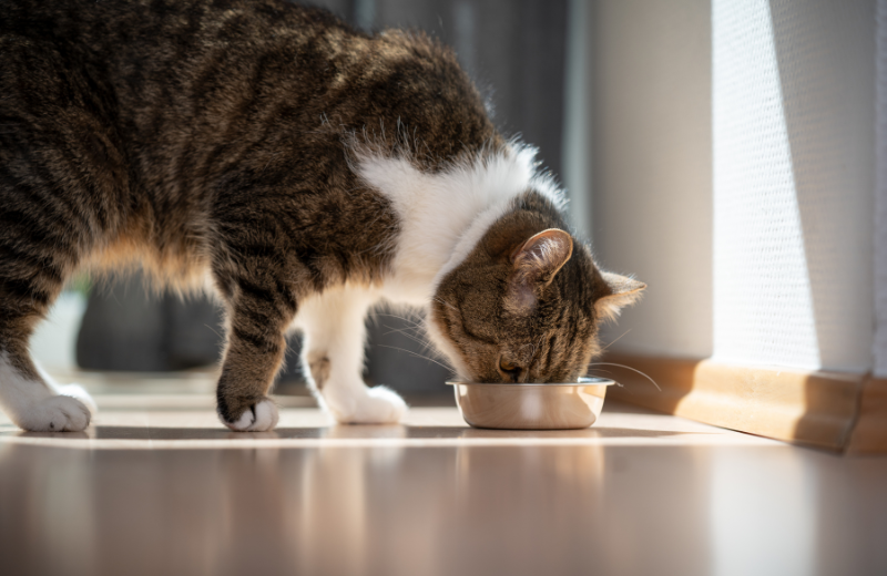 Cat eating food out of a bowl
