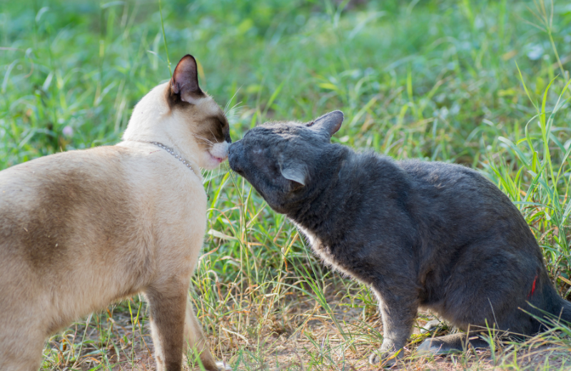two cats sniffing each other