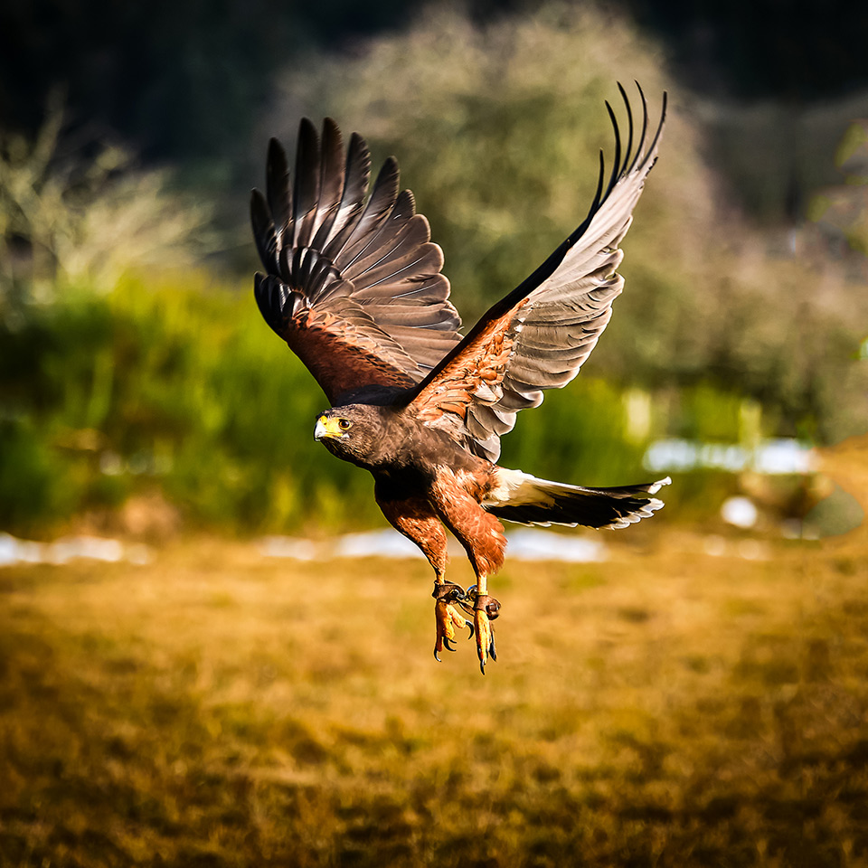 A hawk in flight
