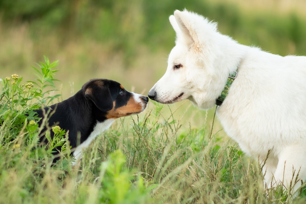 Socialise Your Dog From a Young Age