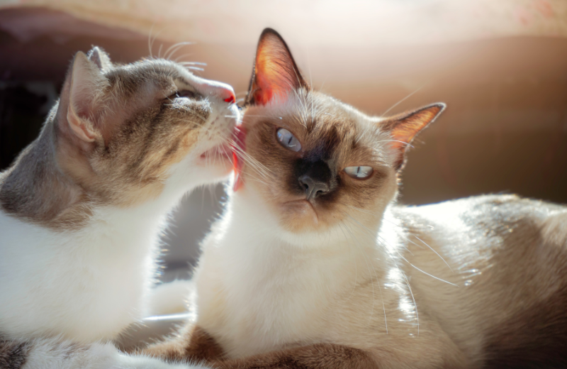 bonded cats grooming each other