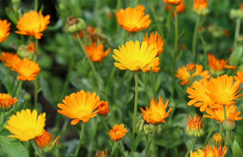 Calendula