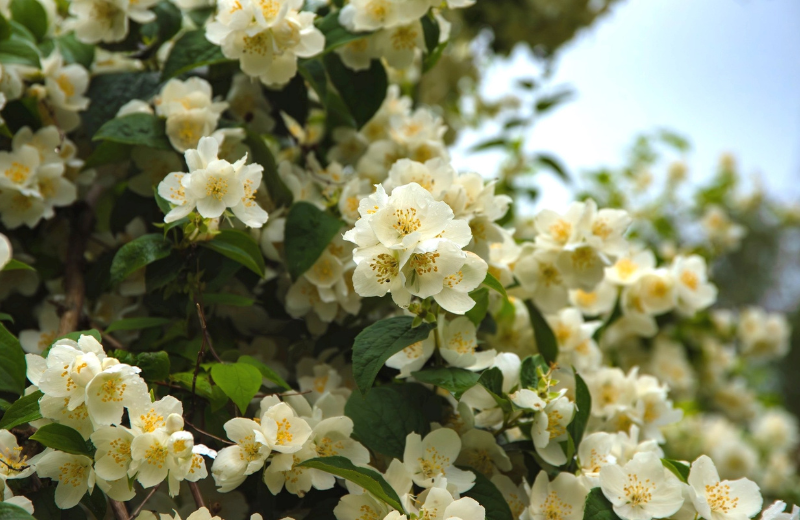 Jasmine