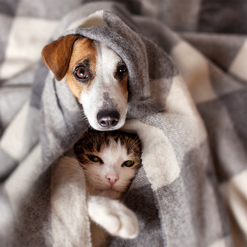 Dog and cat under a blanket