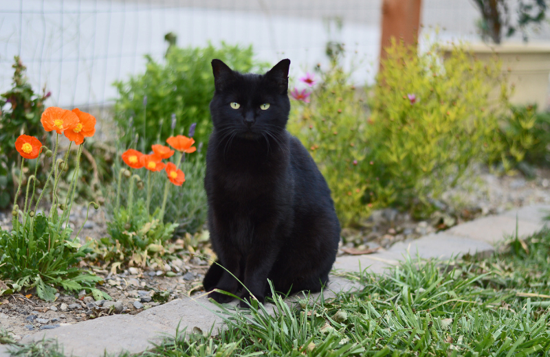 Black Cats as Symbols of Good Luck