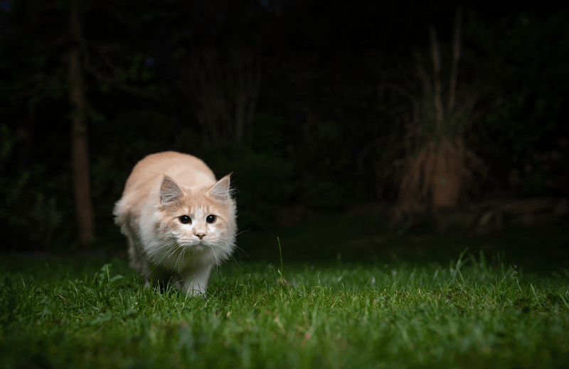 What Do Cats Dream About When They Twitch?