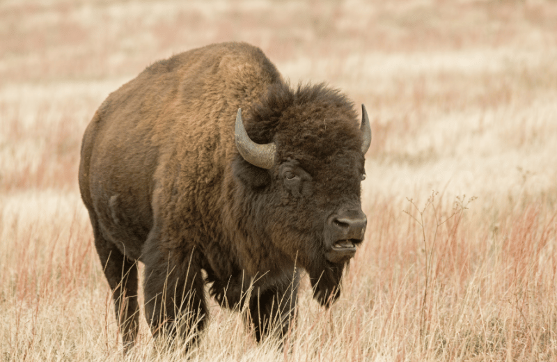 native american buffalo