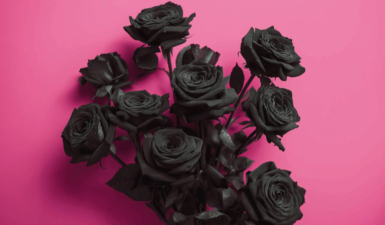 black roses pink background