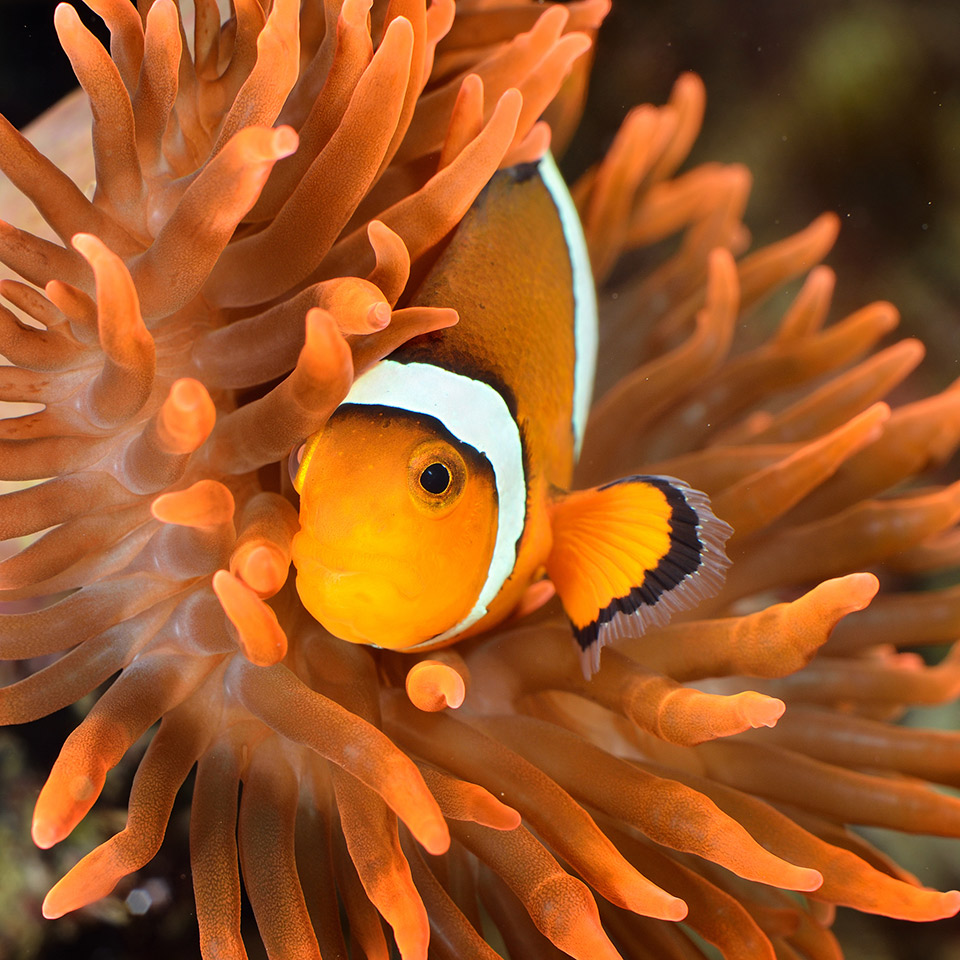 Amphiprion ocellaris clownfish with orange corals in the background