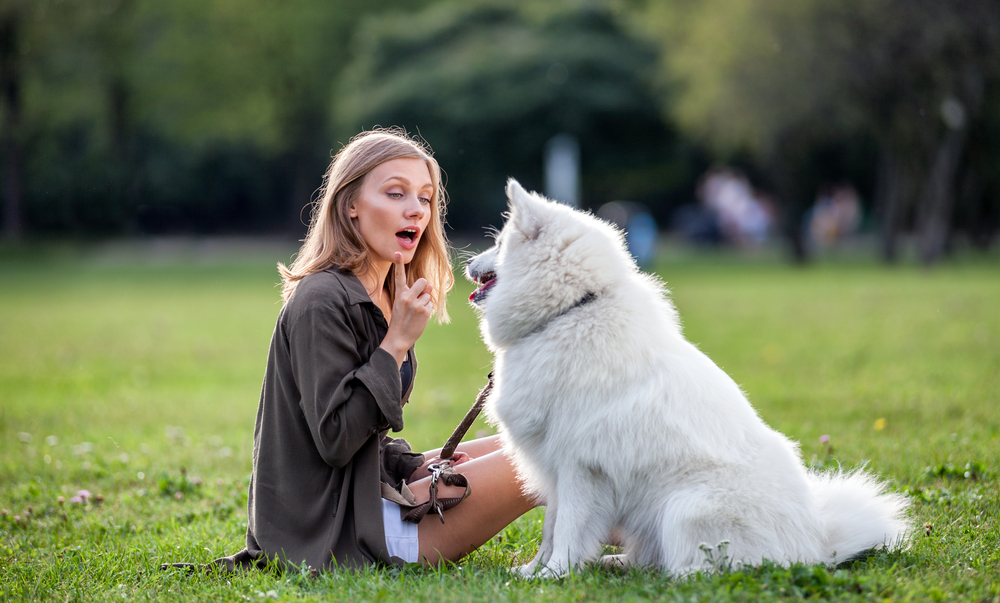 Train your dog to 'Leave It'