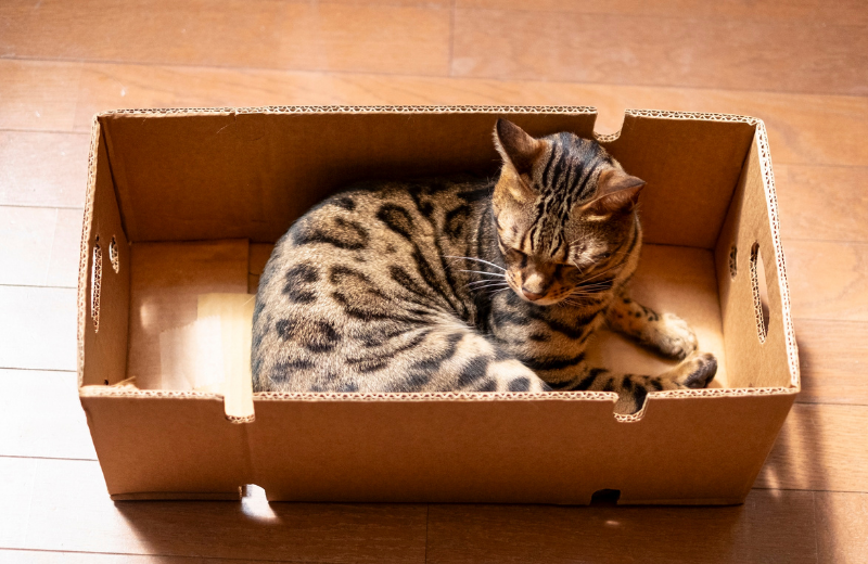 Bengal sleeping in cardboard box