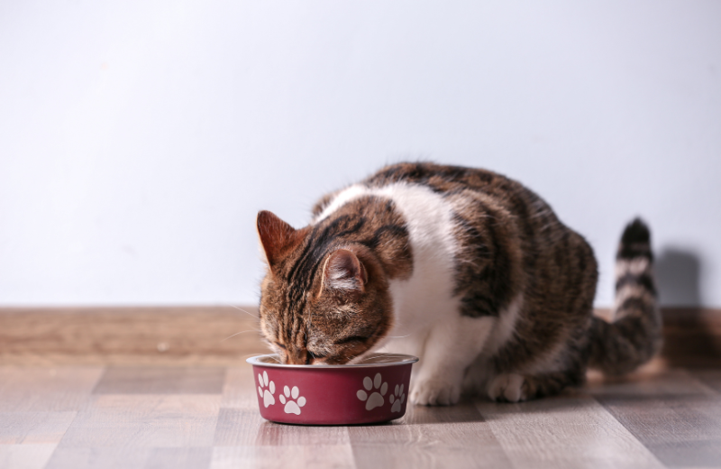 How to Make Homemade Detangler Spray for Cats (4 Recipes)