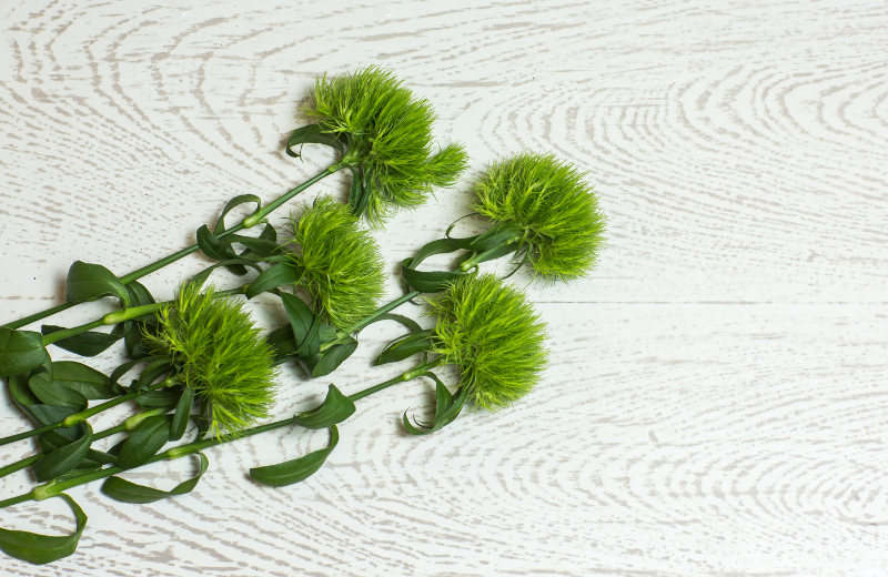 Dianthus Green Trick