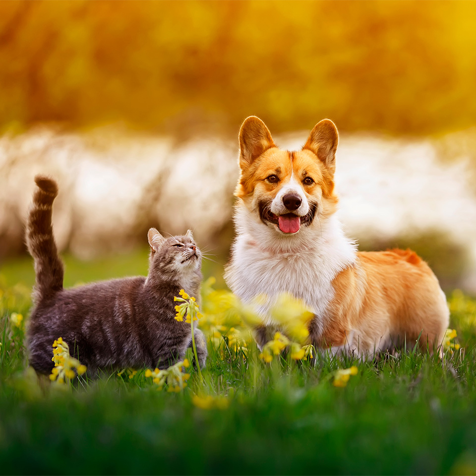 Dog and cat stood in a bright field