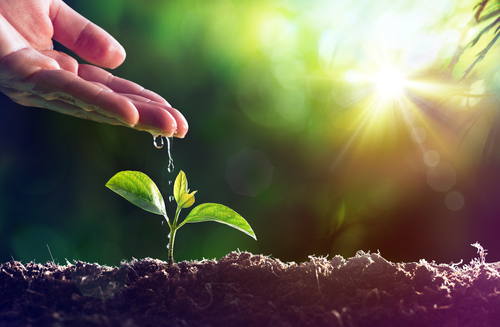 A hand dripping water onto a new plant coming out of the ground