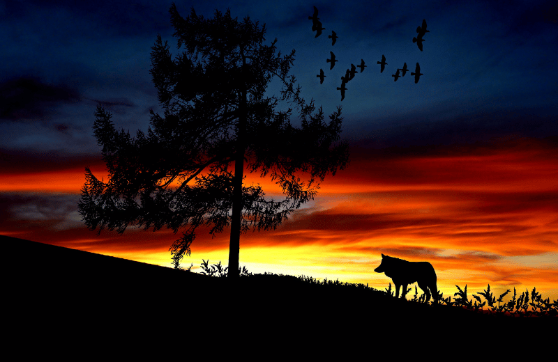 Lone Wolf Tattoo Meaning
