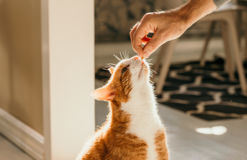 Someone giving a cat a treat