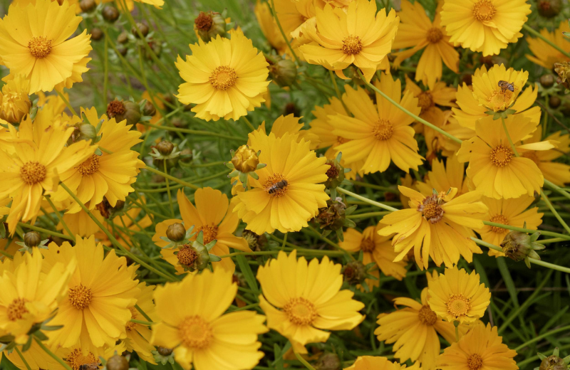 yellow Coreopsis in garden