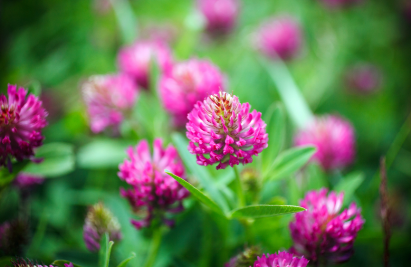 Red Clover