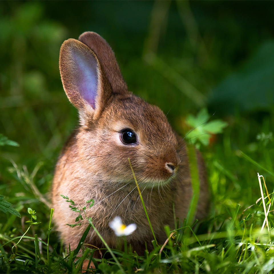 A rabbit in a fresh green forest