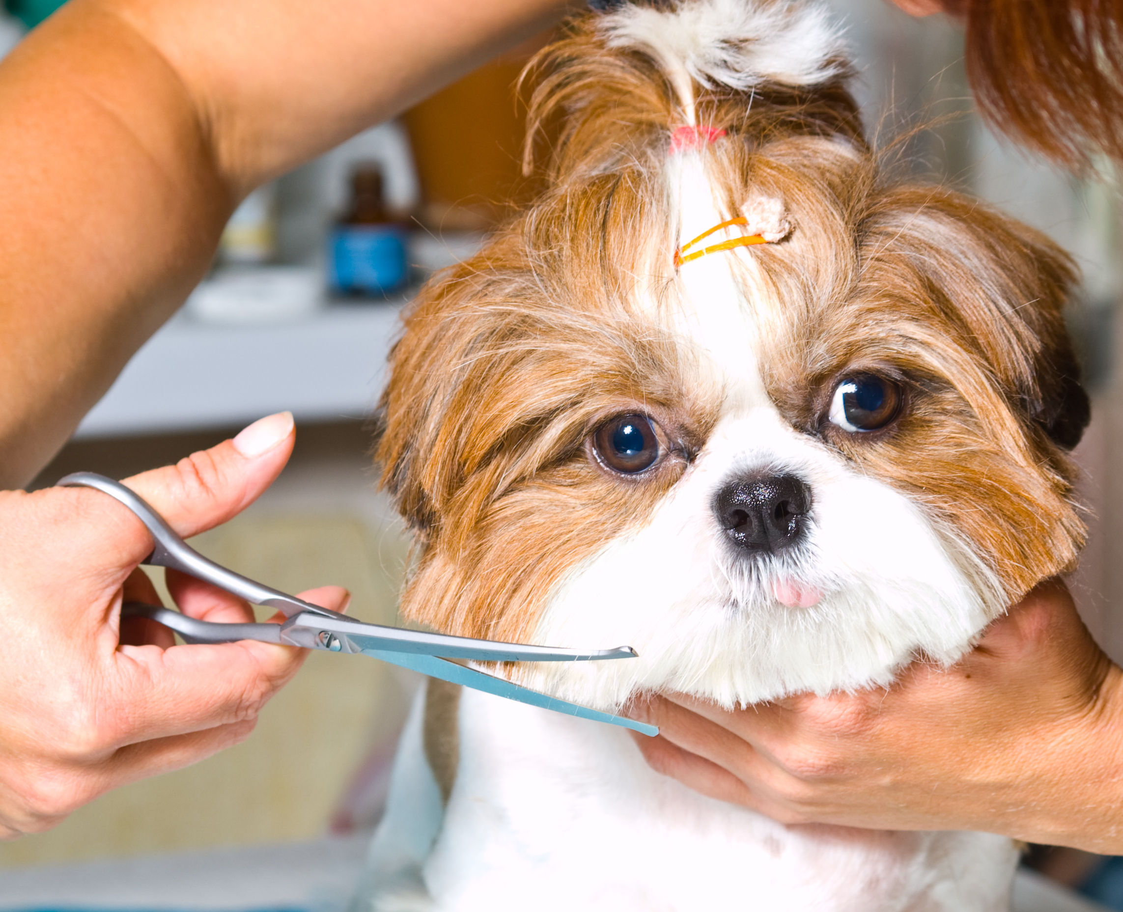 How long does it take to become a dog groomer