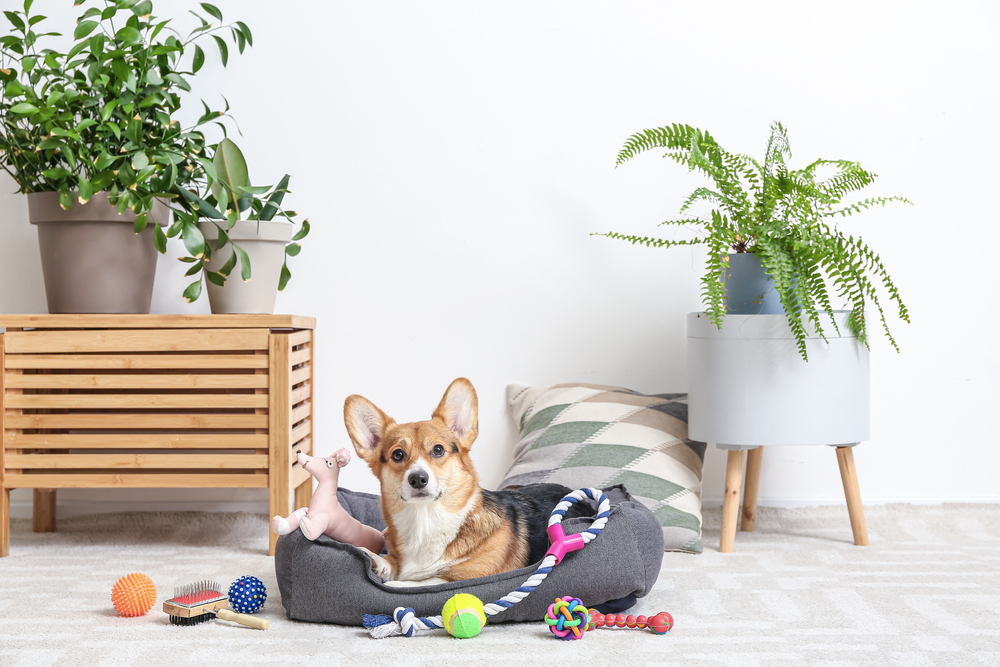 A dog sitting in his bed surrounded by toys