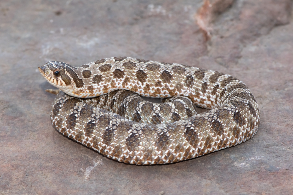 Western Hognose Snake