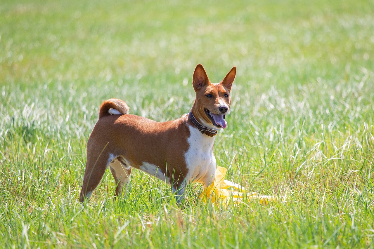 Basenji dog