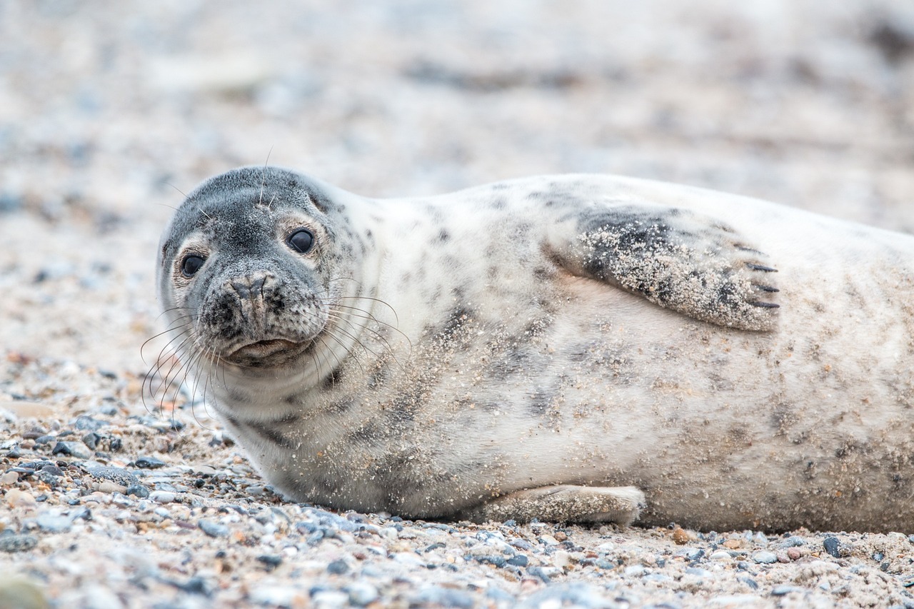 Grey seal