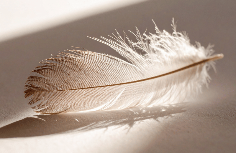 Is a White Feather a Sign from a Loved One?