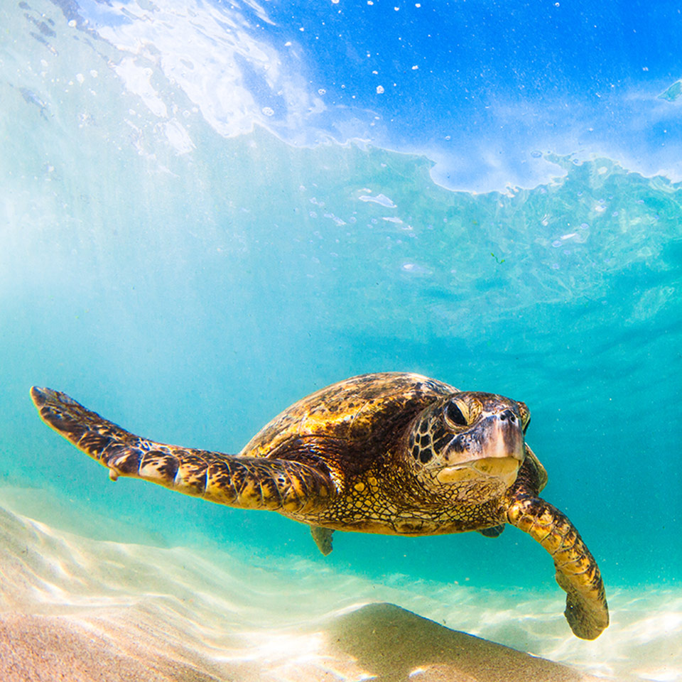 Hawaiian Green Sea Turtle cruising in the warm waters of the pacific ocean in hawaii