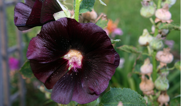 Black Hollyhock