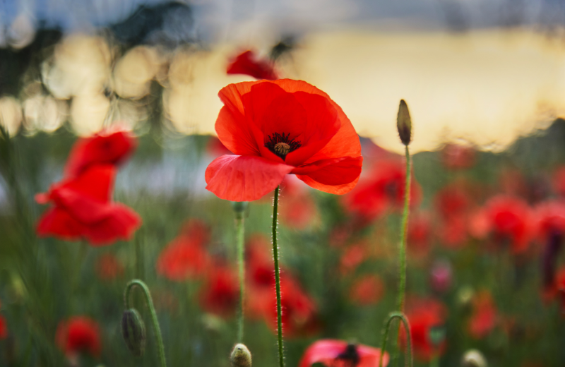 red poppy wildflowers